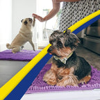 Muddy Mat® | Super Absorbent Door Mat Indoor, Microfiber Quick Dry Chenille Entryway Rug, Non-Slip Front Door Mat, Indoor Mats for Entryway, Machine Washable Pet Rug, Purple 48"x72"